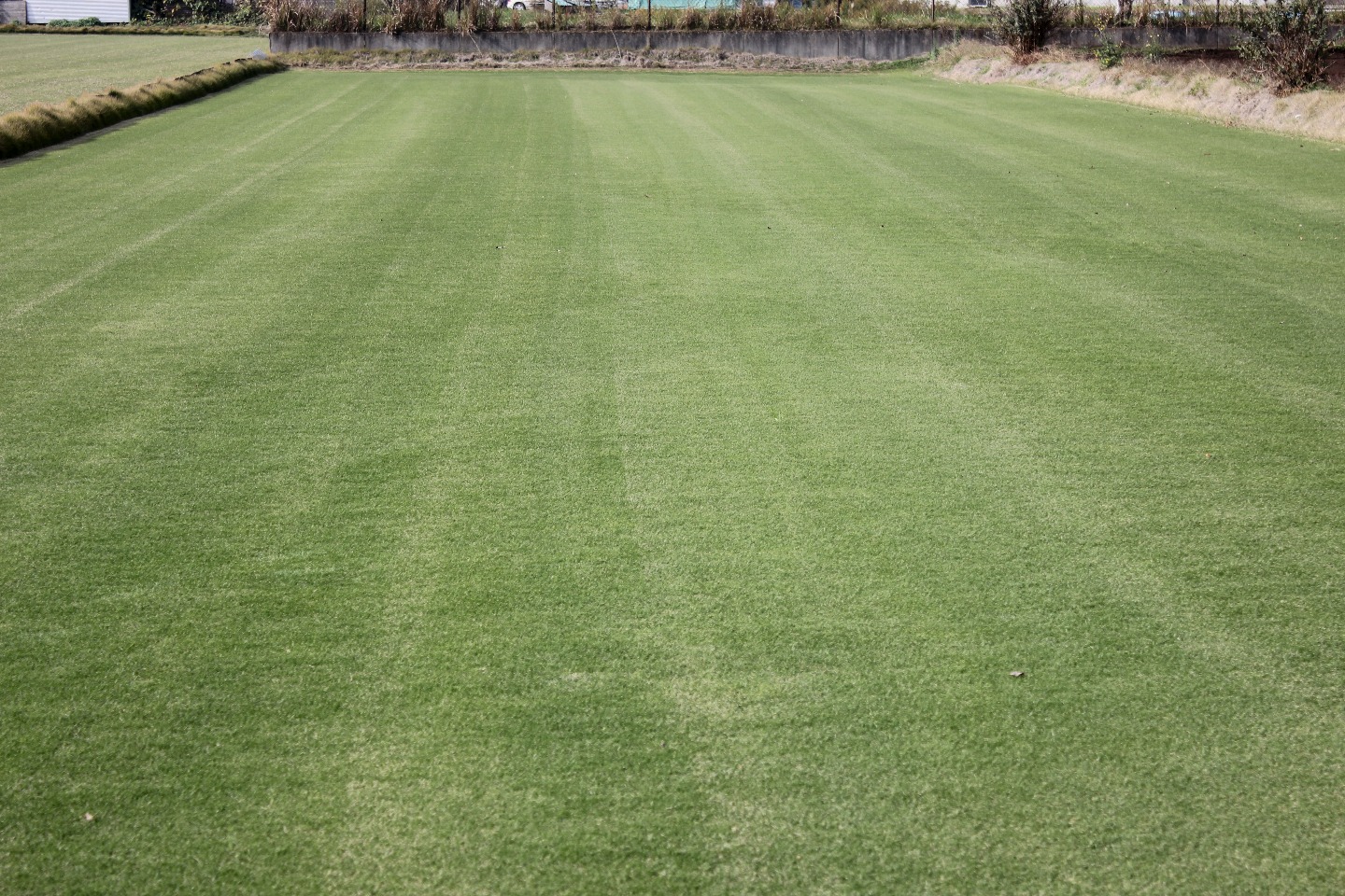 芝のお手入れ方法